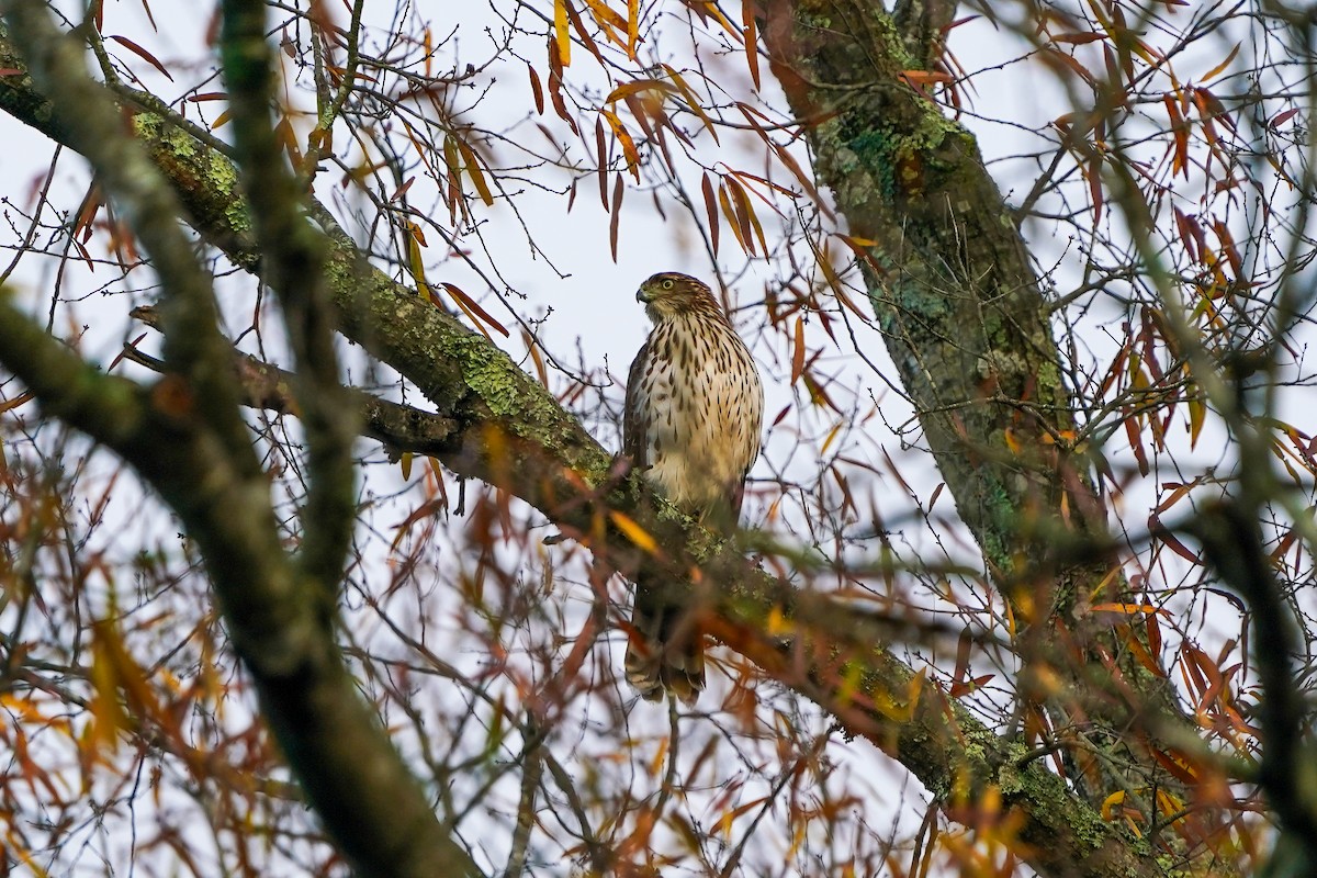 Cooper's Hawk - ML645989981