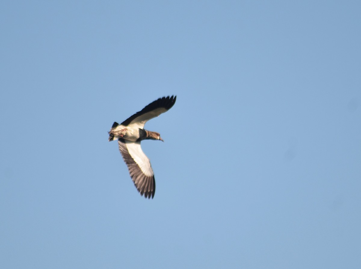 Southern Lapwing - ML645989982