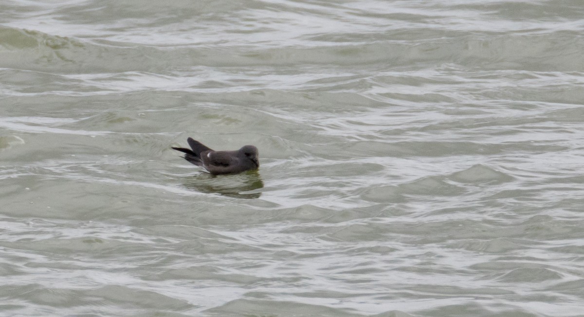 Leach's Storm-Petrel - ML645989983