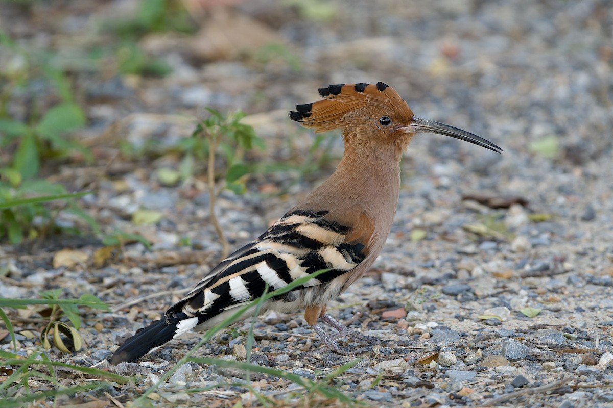 ヤツガシラ（epops グループ） - ML645989989