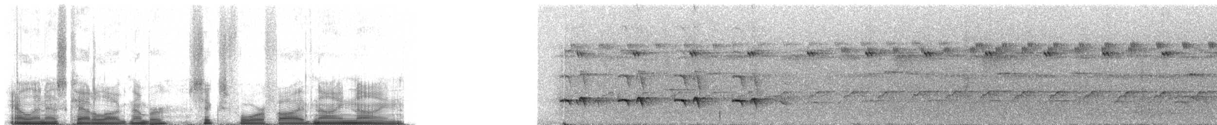 Klages's Antwren - ML64599