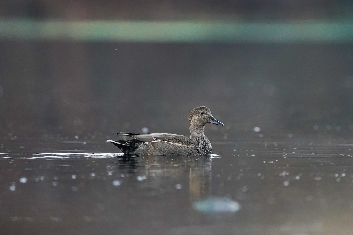 オカヨシガモ - ML645990000