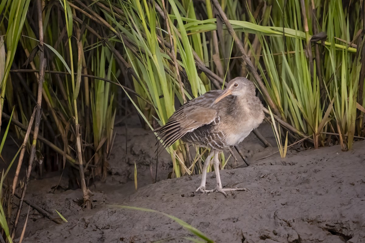 ヒガシオニクイナ - ML645990001