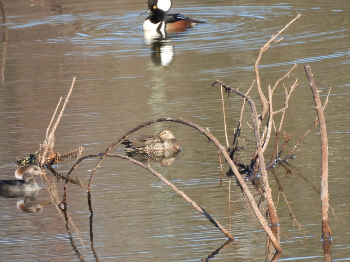 オウギアイサ - ML645990002