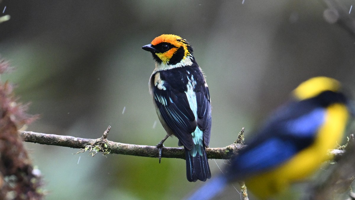 アカガオフウキンチョウ - ML645990004