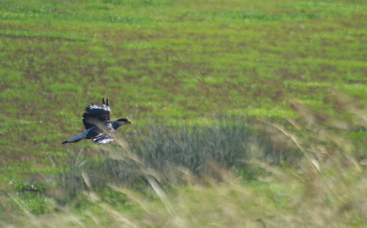 ミナミカラカラ - ML645990006