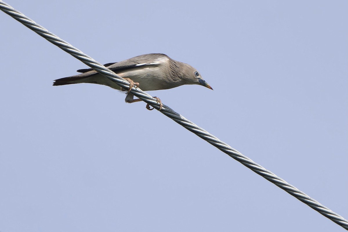 インドコムクドリ（nemoricola） - ML645990007