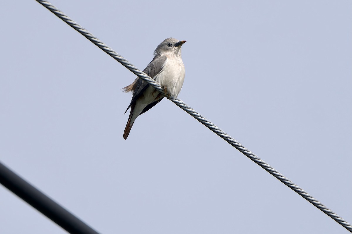 インドコムクドリ（nemoricola） - ML645990008