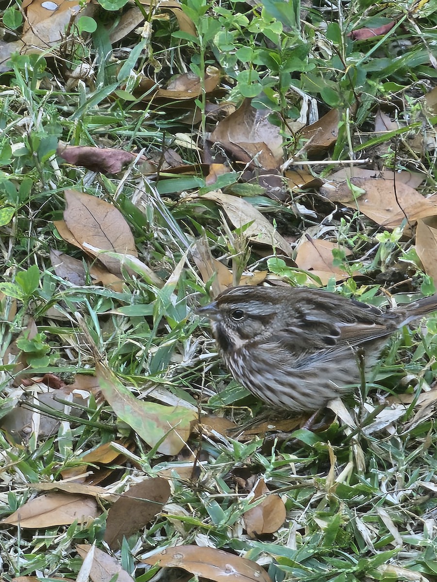 ウタスズメ - ML645990009