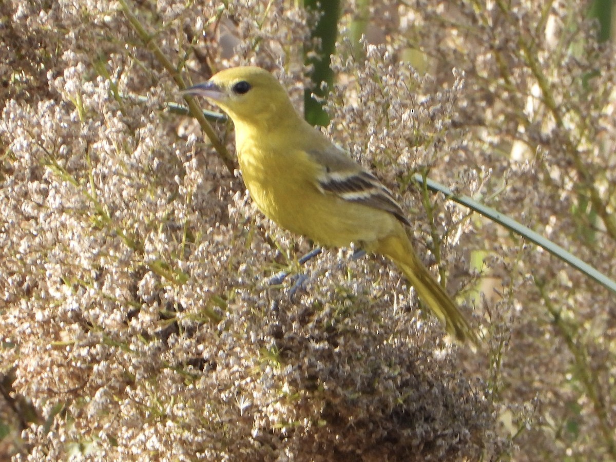 Orchard Oriole - ML645990010