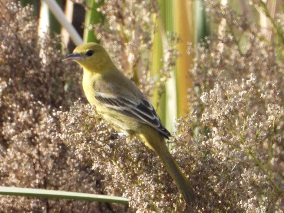 Orchard Oriole - ML645990011