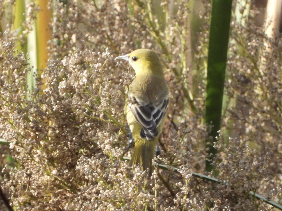 Orchard Oriole - ML645990012