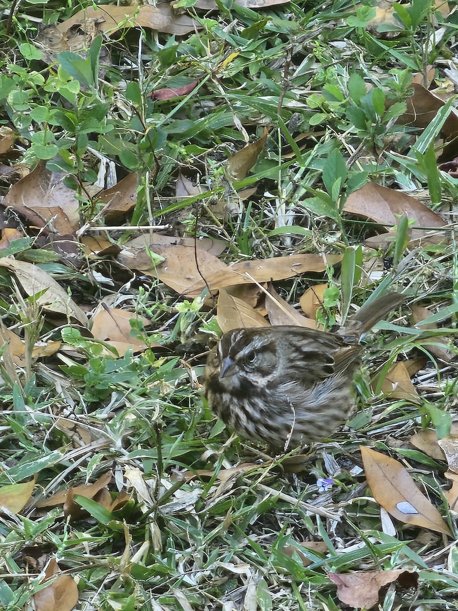 ウタスズメ - ML645990021