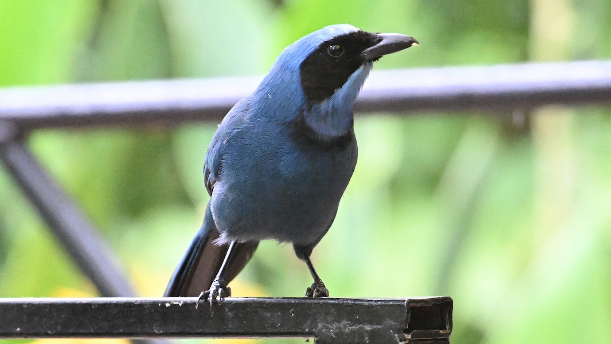 ジュズカケアオカケス - ML645990022