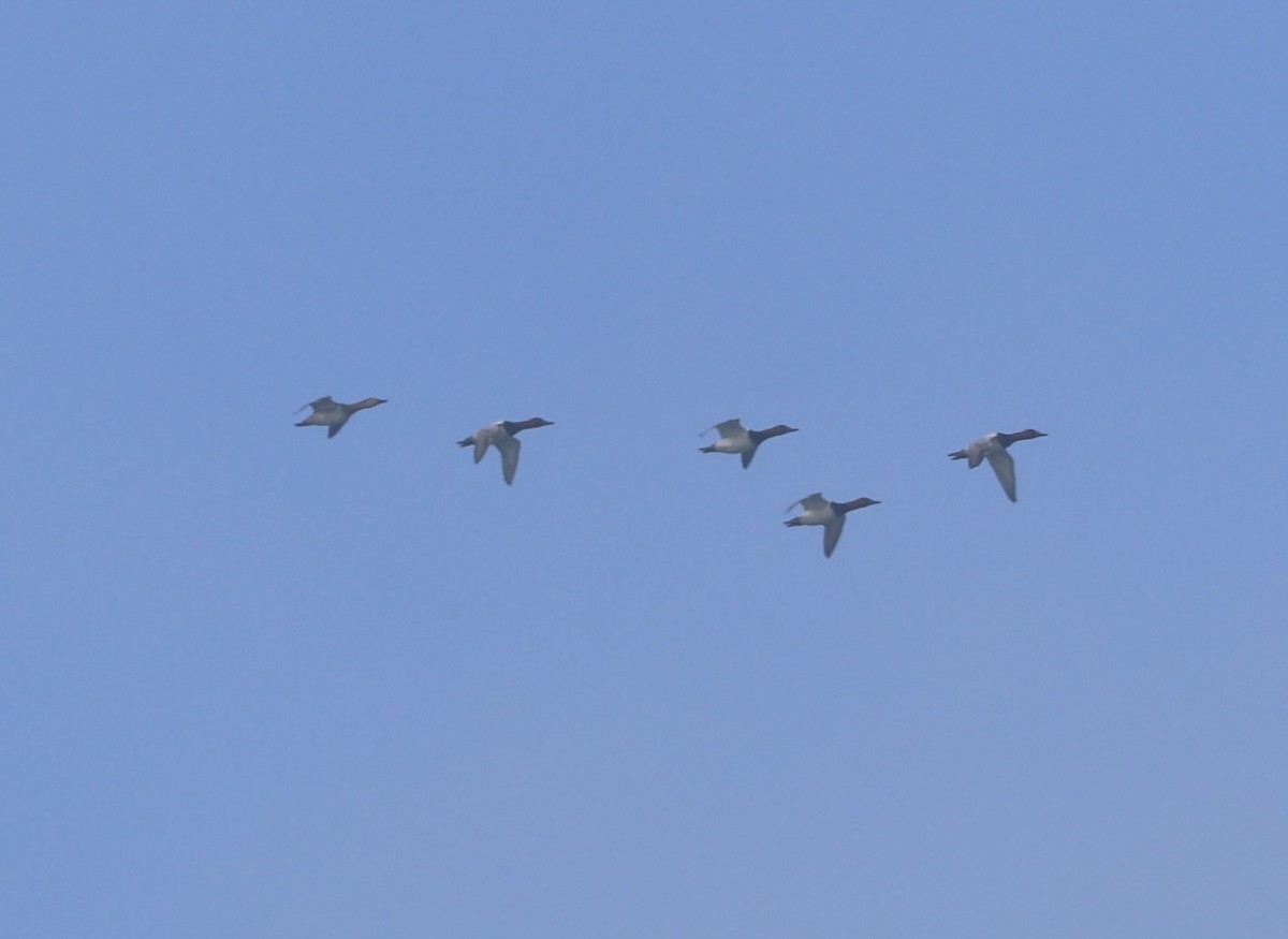 Canvasback - ML645990026