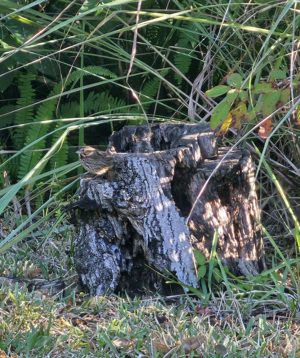 ウタスズメ - ML645990027