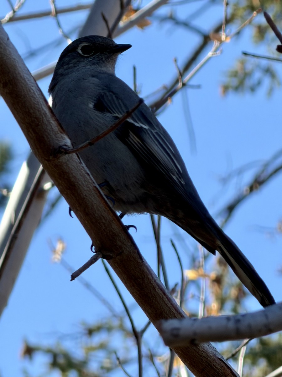 ハエトリツグミ - ML645990028