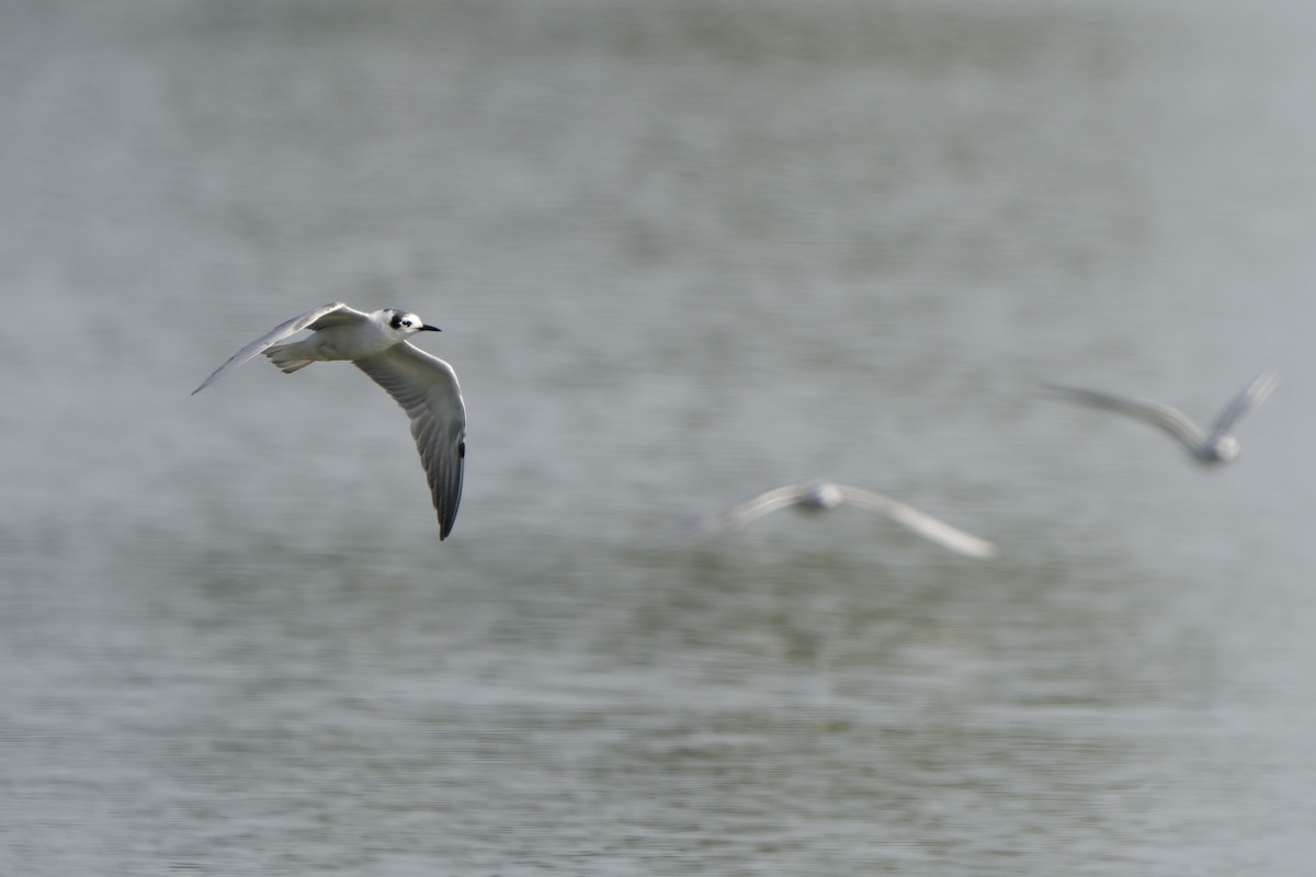 ハジロクロハラアジサシ - ML645990029