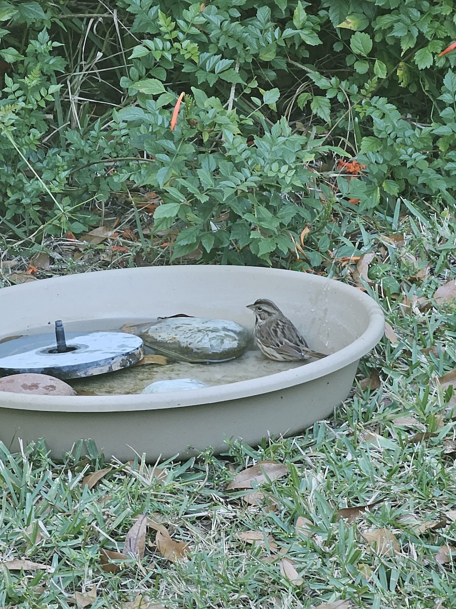 ウタスズメ - ML645990034