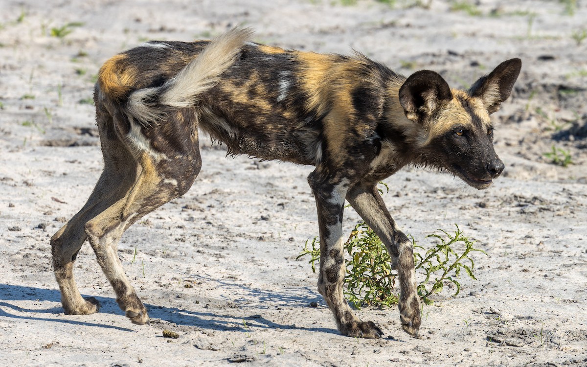 African Wild Dog - ML645990035