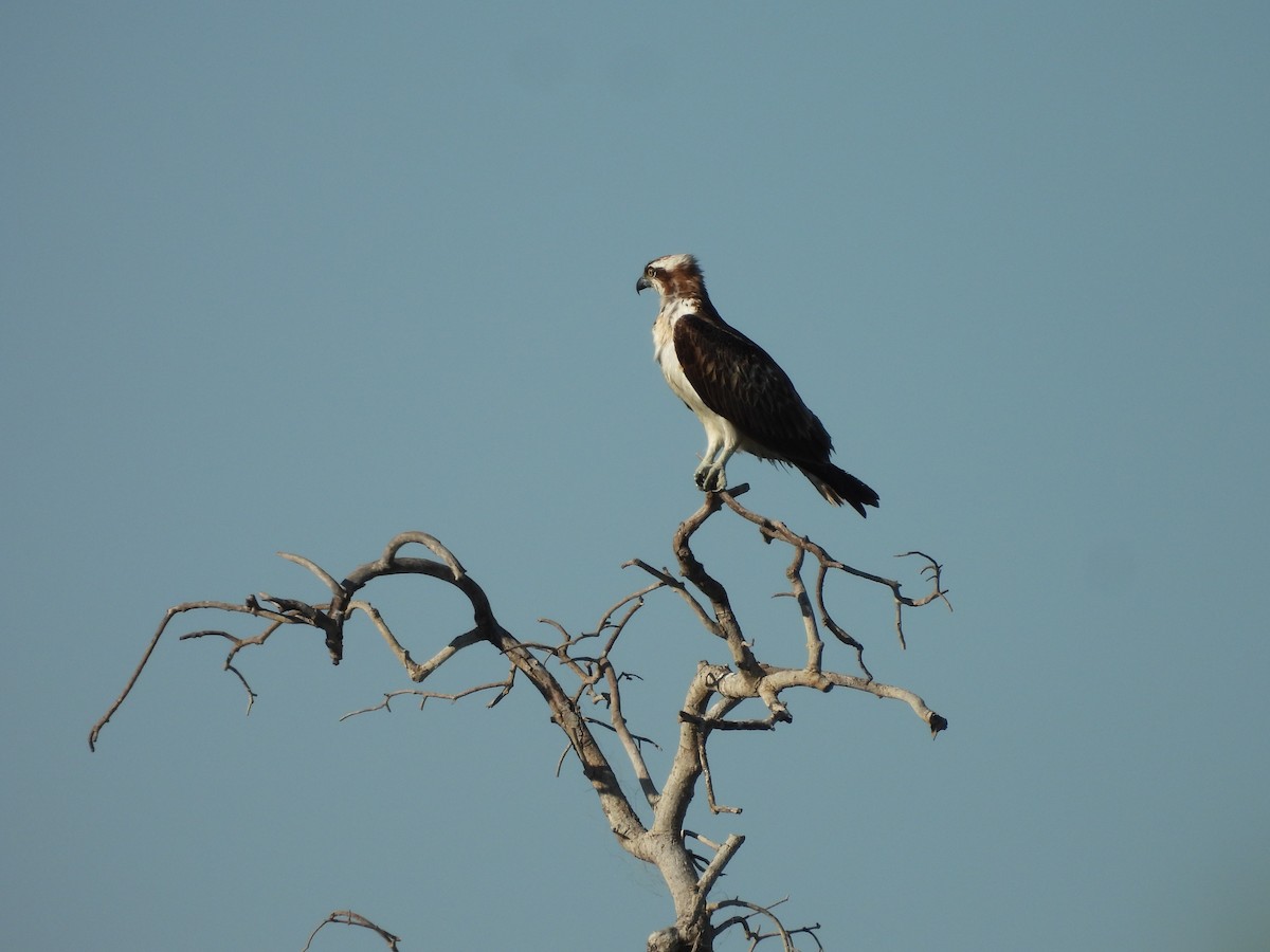 ミサゴ - ML645990036