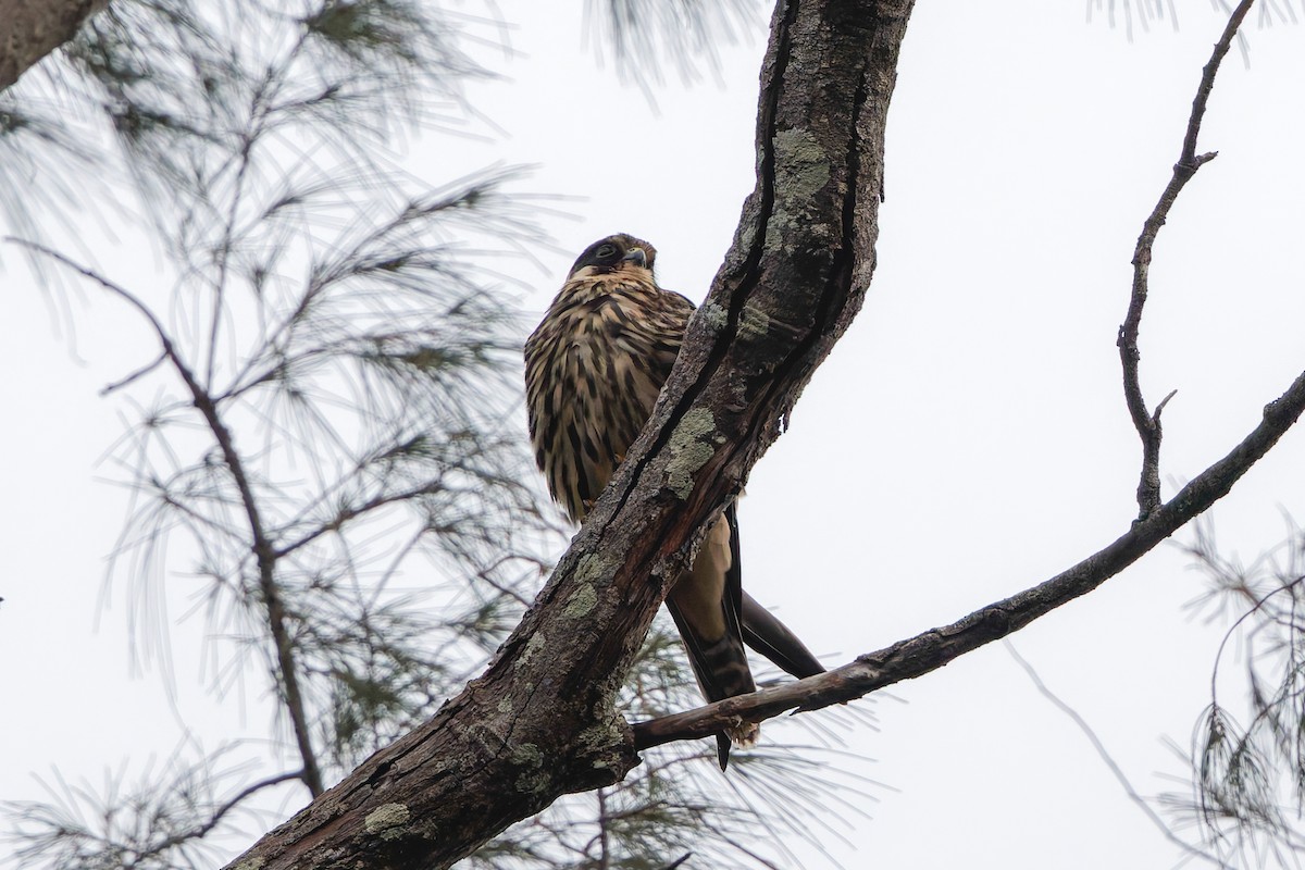 Eurasian Hobby - ML645990037