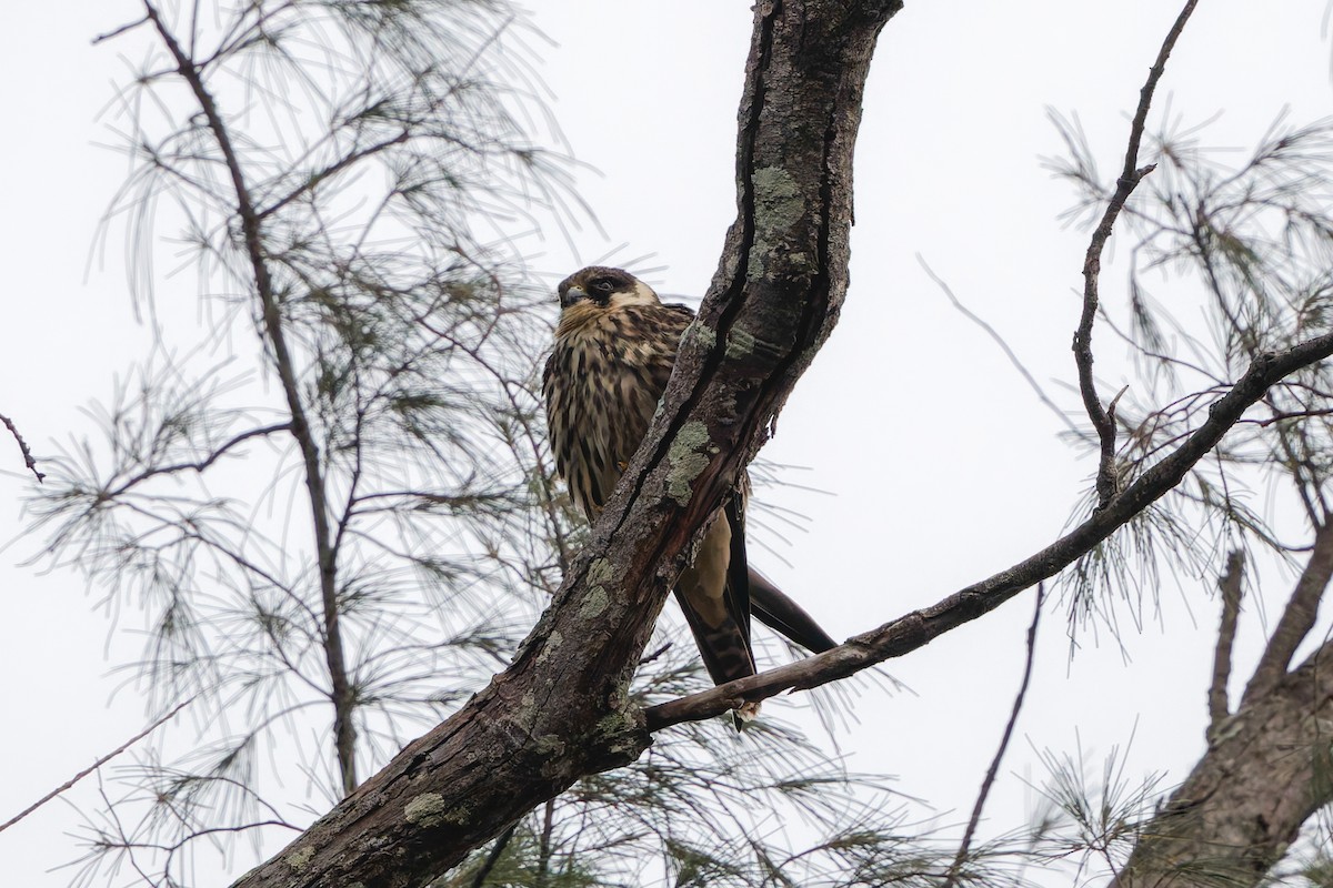 Eurasian Hobby - ML645990038