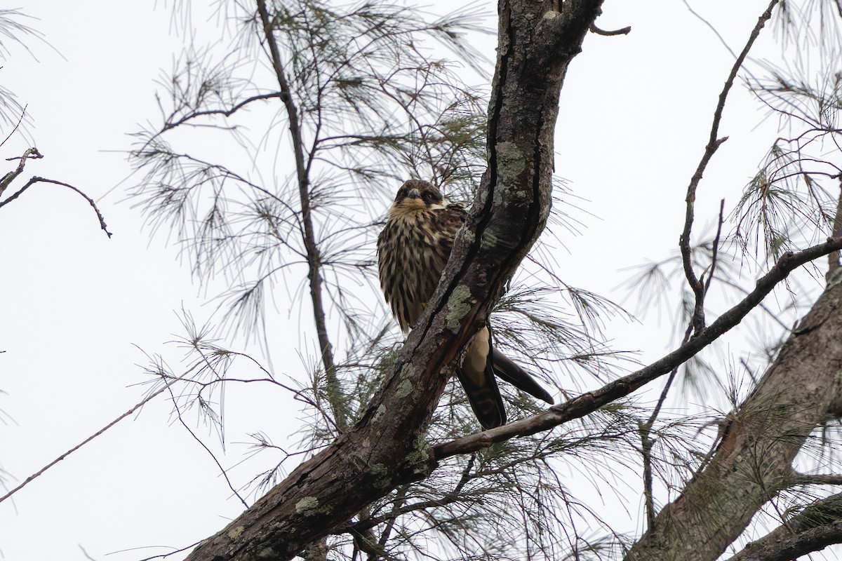 Eurasian Hobby - ML645990039