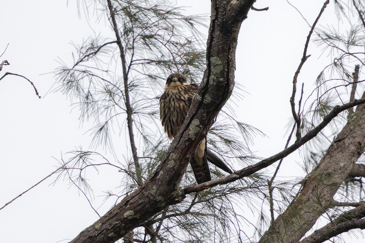 Eurasian Hobby - ML645990040