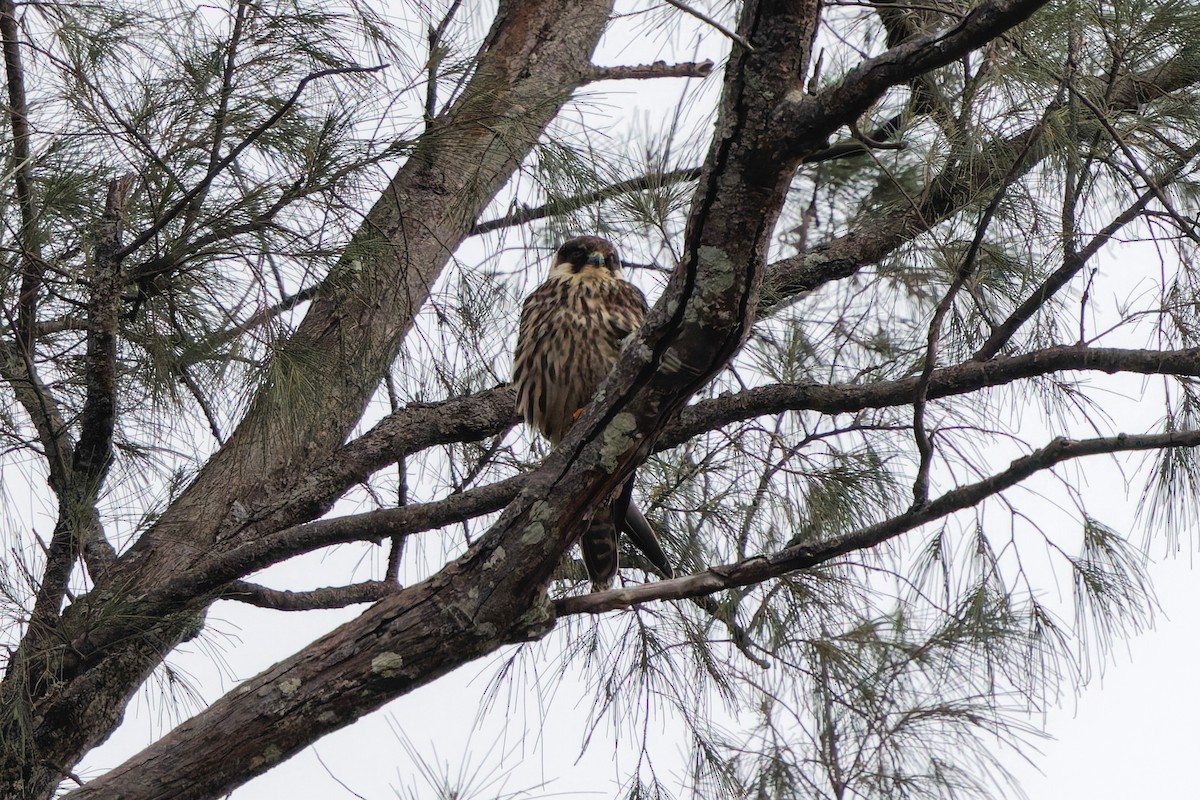 Eurasian Hobby - ML645990041
