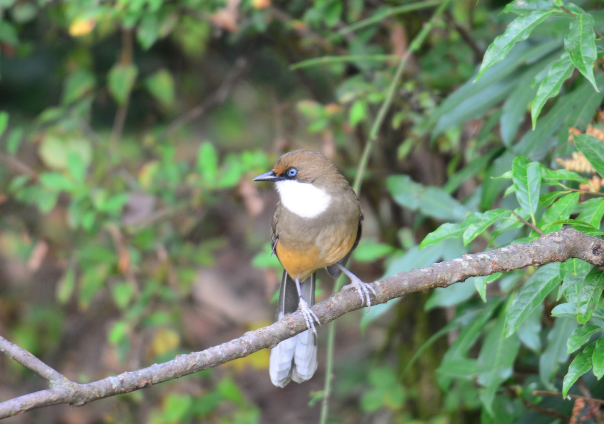 ノドジロガビチョウ - ML645990042