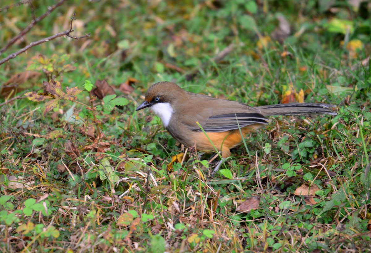 ノドジロガビチョウ - ML645990043