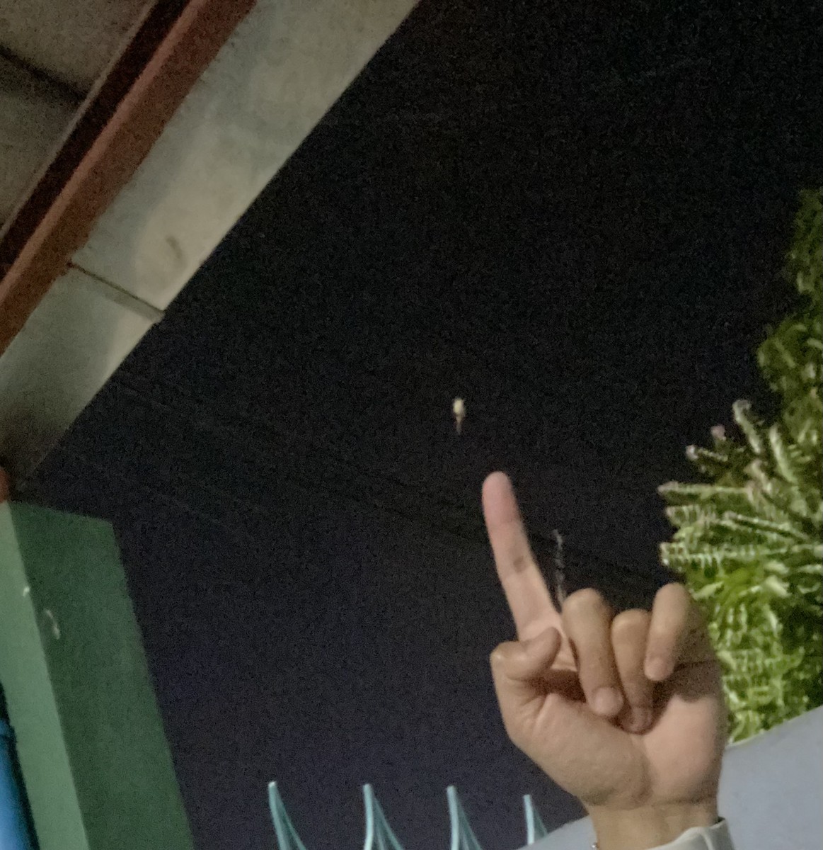 アカモズ - ML645990044