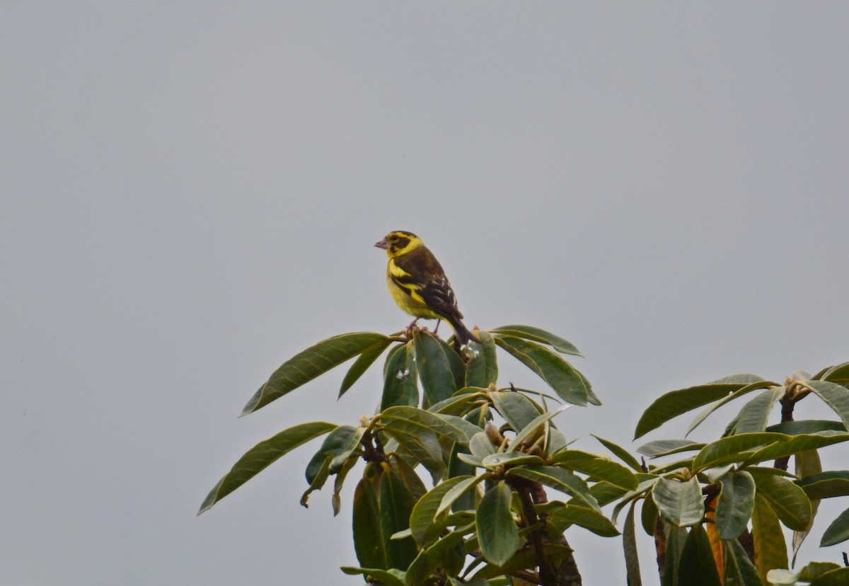 キバラカワラヒワ - ML645990045