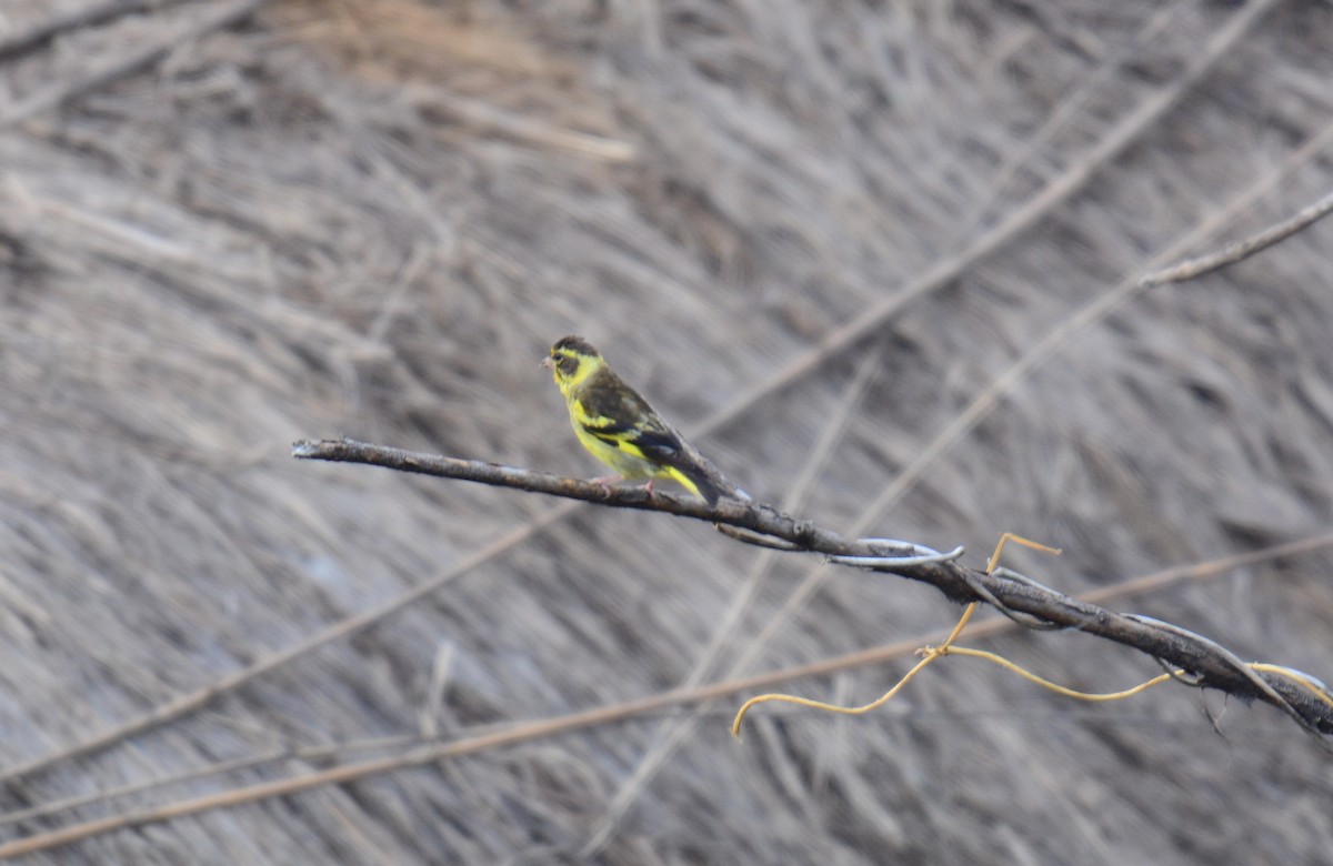 キバラカワラヒワ - ML645990046