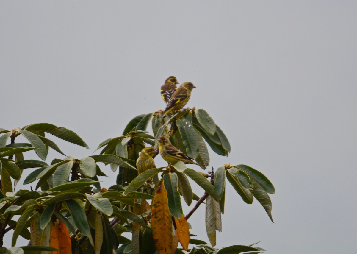 キバラカワラヒワ - ML645990047