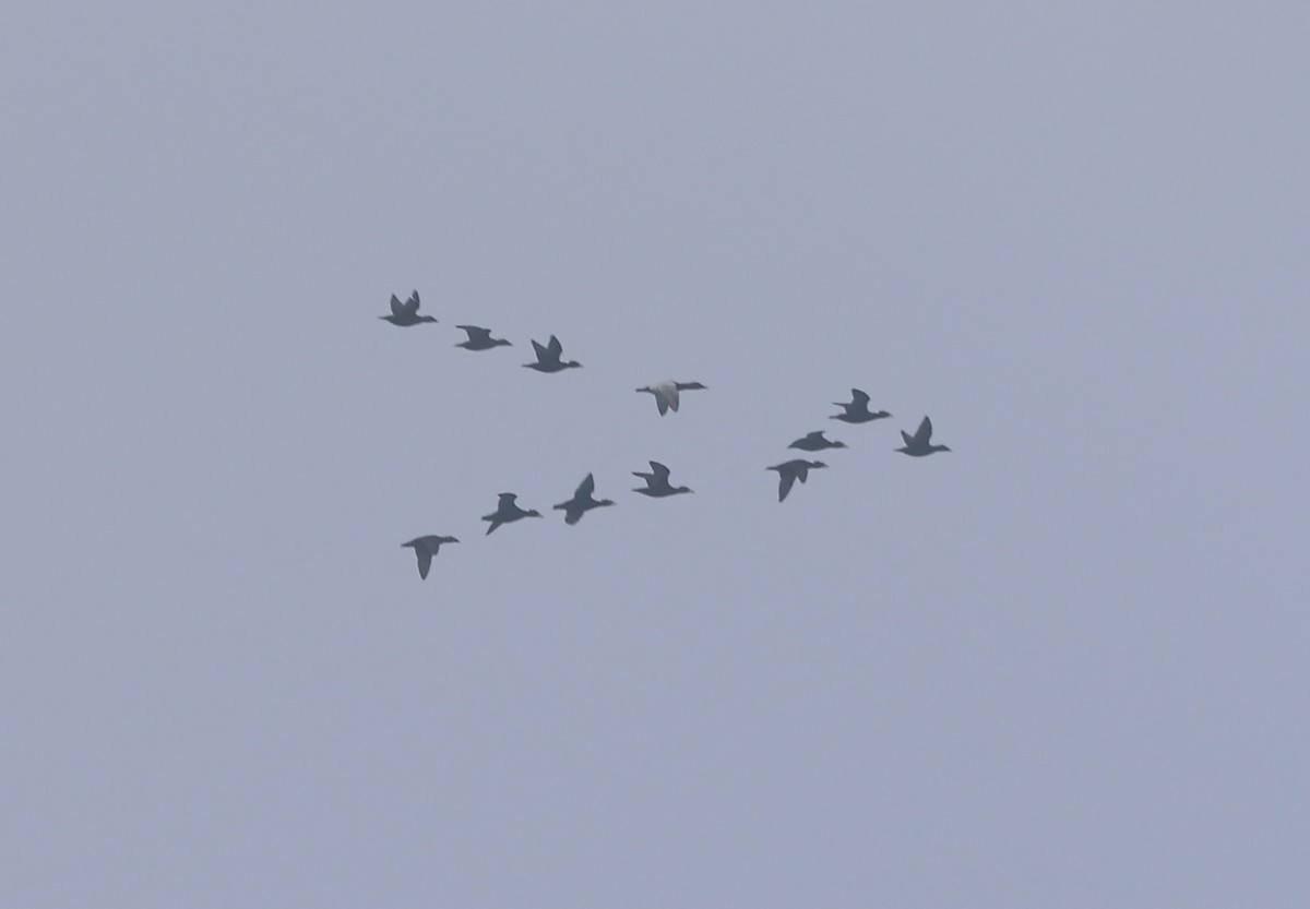 Canvasback - ML645990048