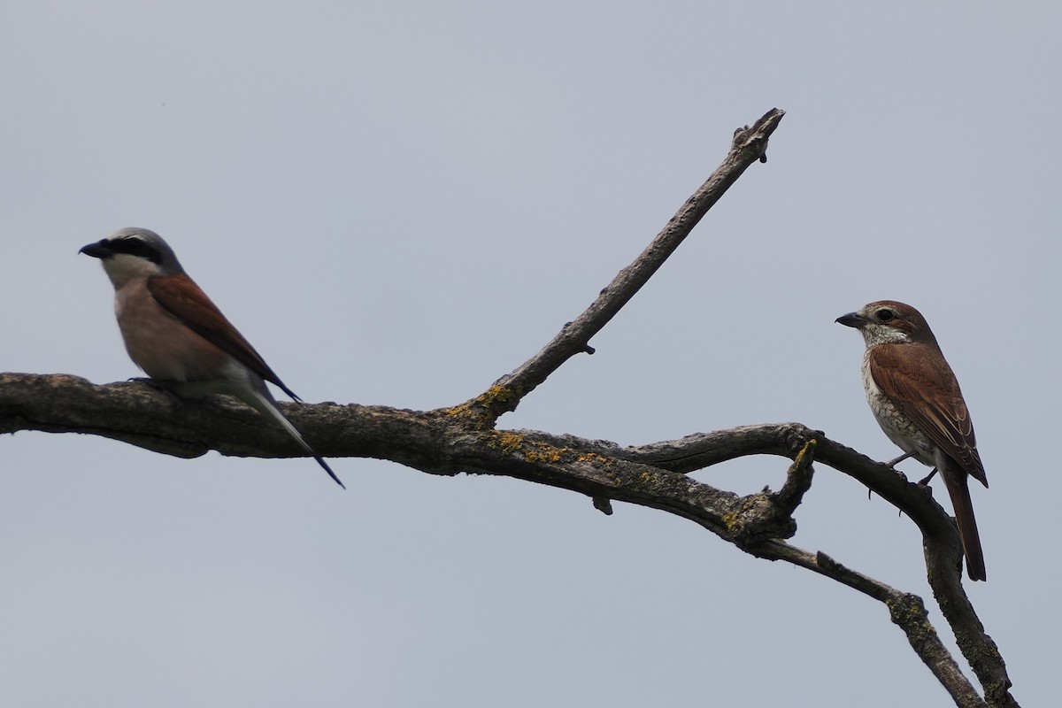 セアカモズ - ML645990049