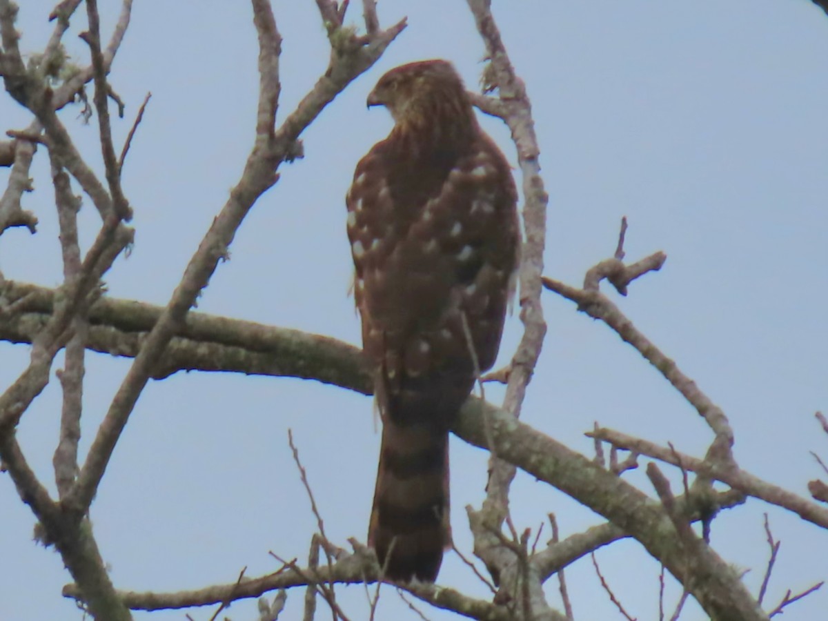 Red-shouldered Hawk (elegans) - ML645990052