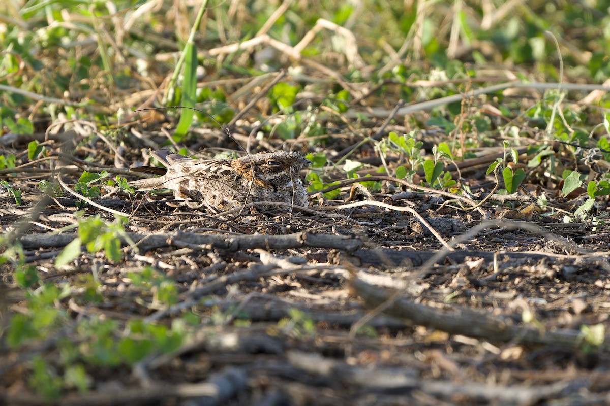 Chotacabras Hindú - ML645990057