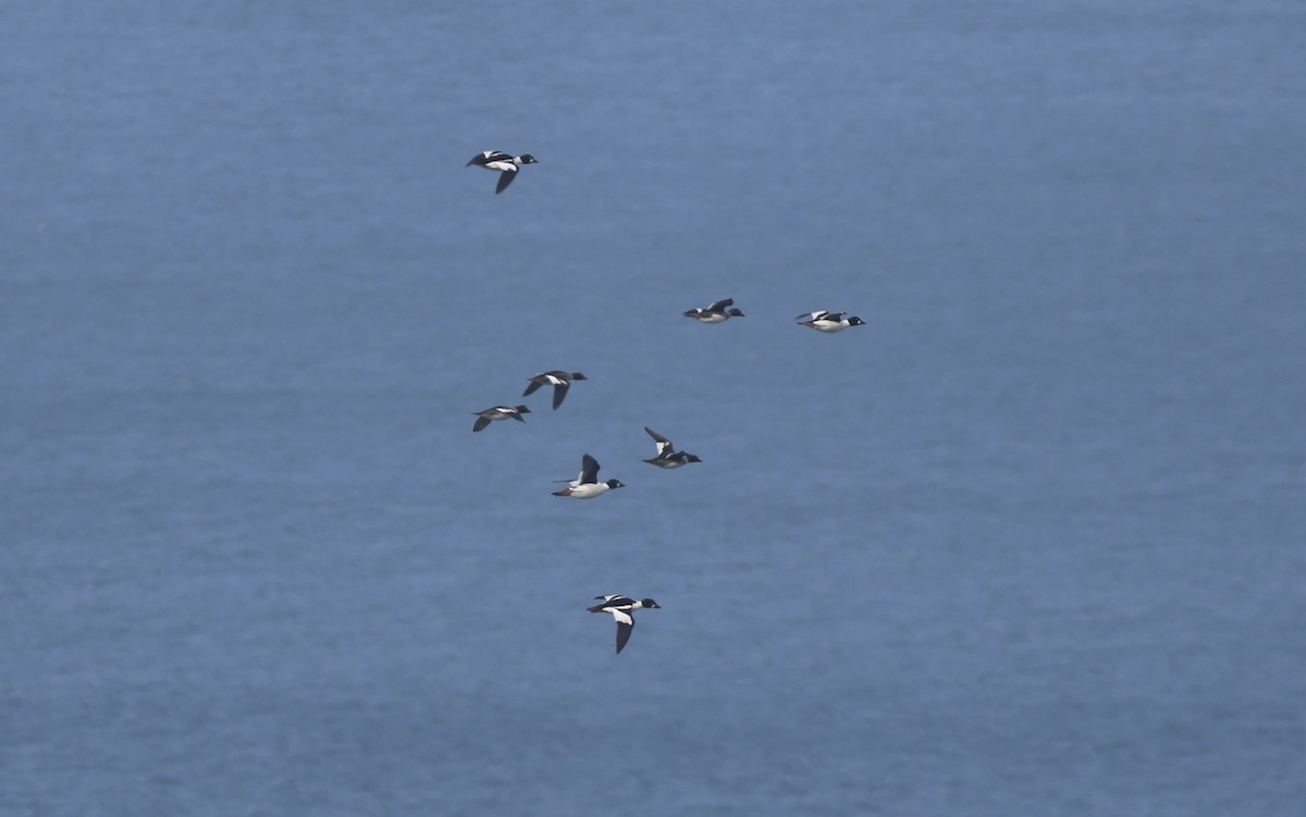 Алаг шунгаач - ML645990070