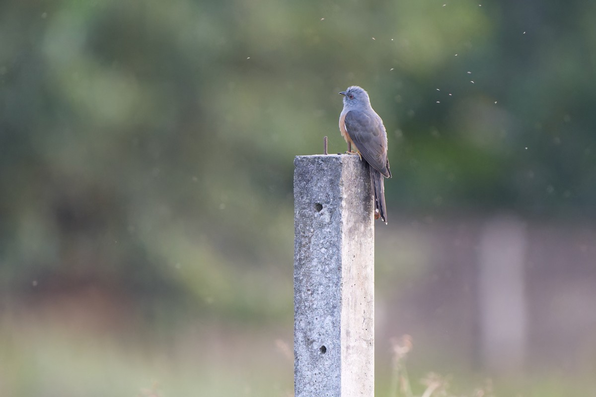 八聲杜鵑 - ML645990081