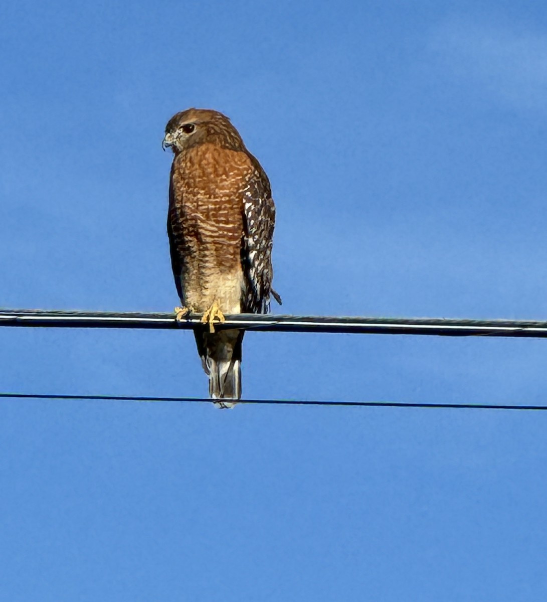 káně páskovaná - ML645990082