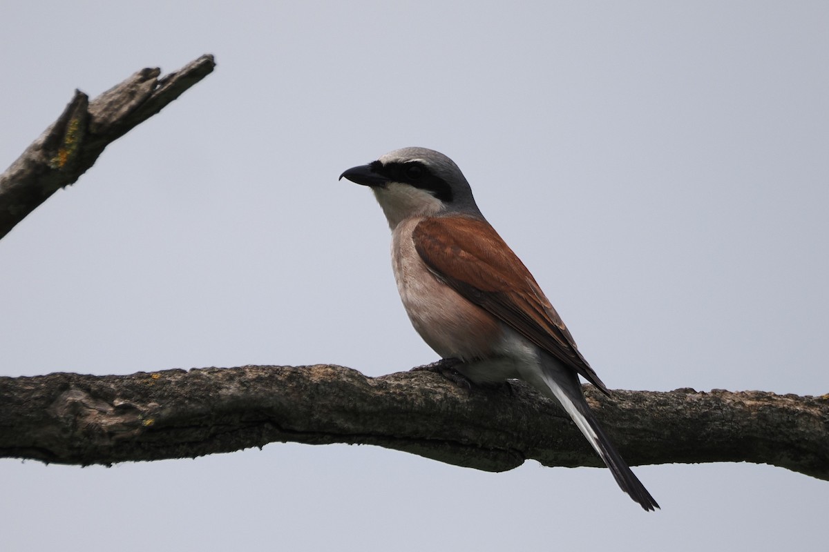 Red-backed Shrike - ML645990083