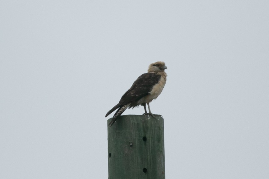 Yellow-headed Caracara - ML645990094