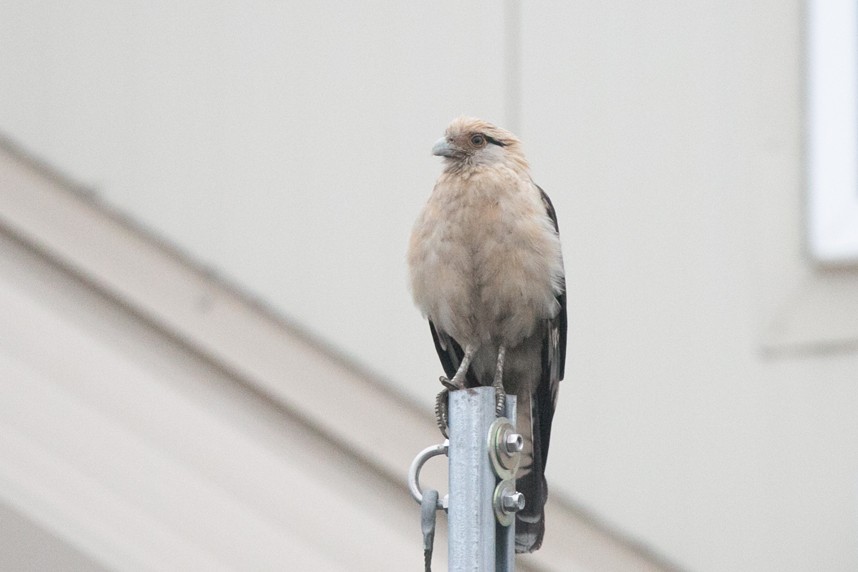 Yellow-headed Caracara - ML645990095