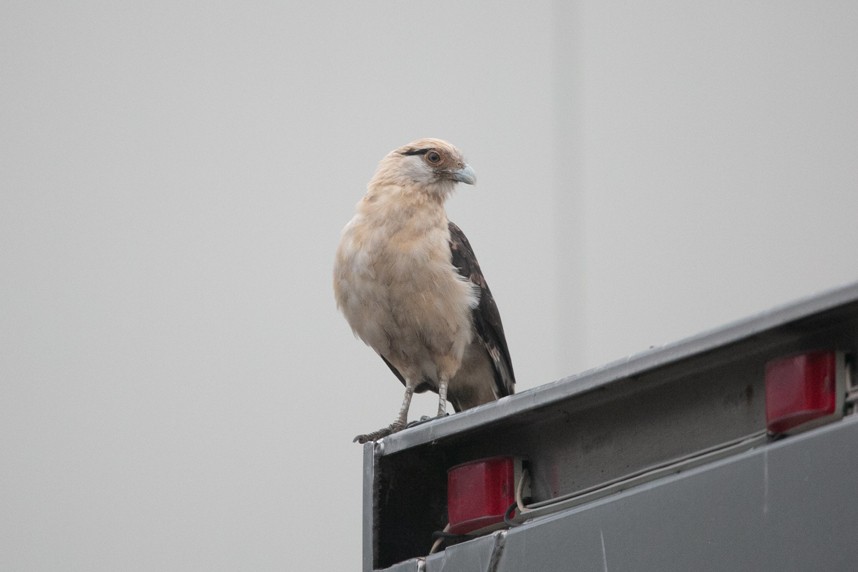 Yellow-headed Caracara - ML645990097