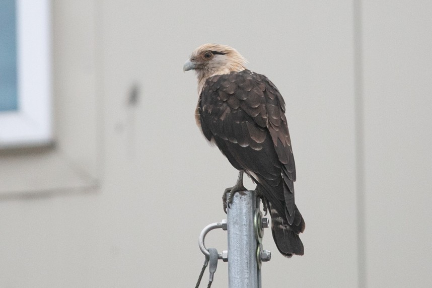 Yellow-headed Caracara - ML645990098