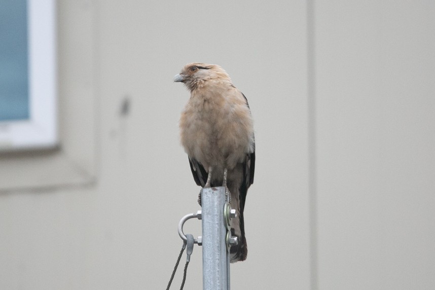 Yellow-headed Caracara - ML645990099