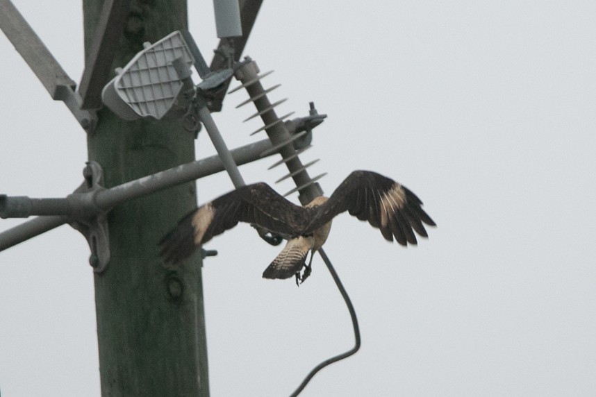 Yellow-headed Caracara - ML645990100